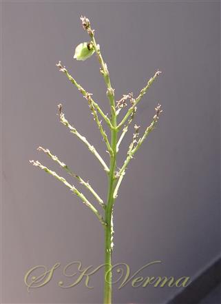  Branch bearing one fruit